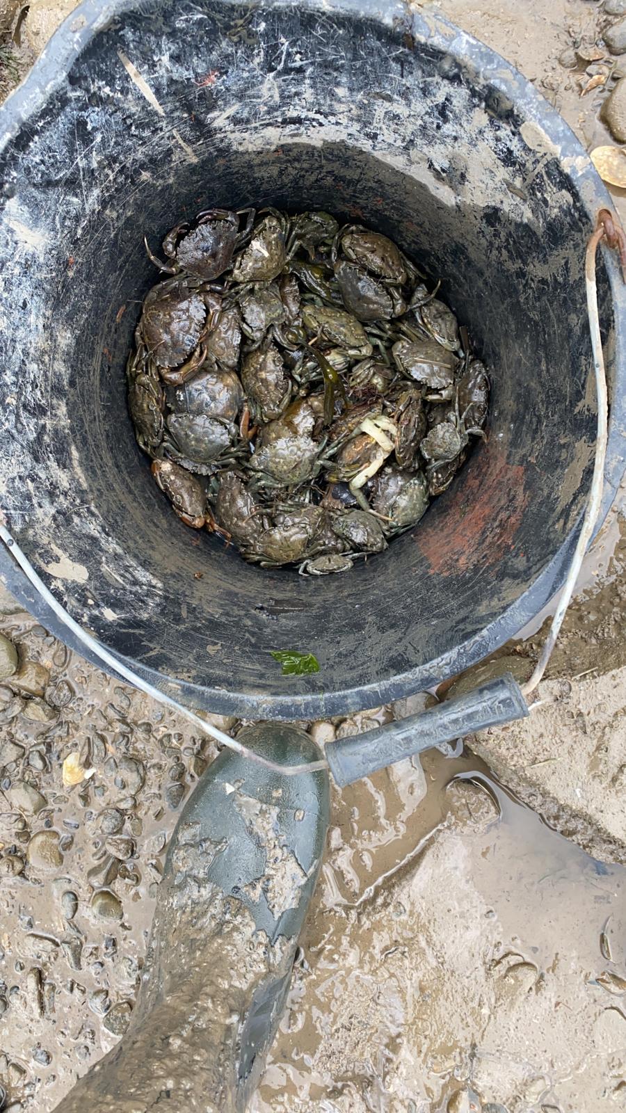 Crab bait bucket